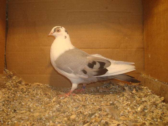 Dat in Turda la Bozdog Petru - D- Porumbei JUCATORI DE GALATI VANDUTI Album 1