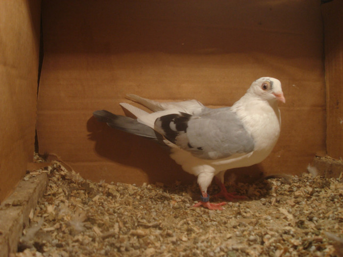 Data in Turda la Bozdog Petru - D- Porumbei JUCATORI DE GALATI VANDUTI Album 1