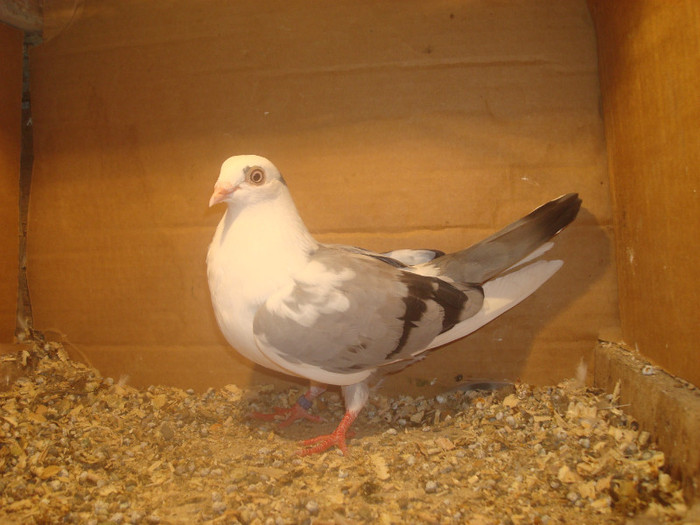 Dat in Turda la Bozdog Petru - D- Porumbei JUCATORI DE GALATI VANDUTI Album 1