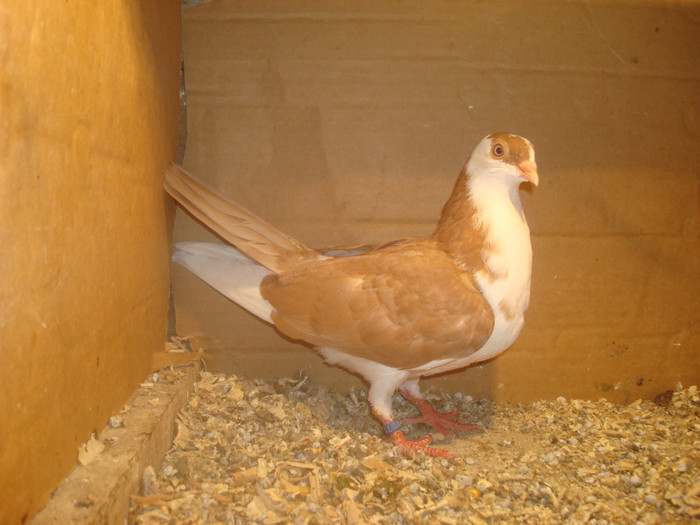 Dat in Turda la Bozdog Petru - D- Porumbei JUCATORI DE GALATI VANDUTI Album 1