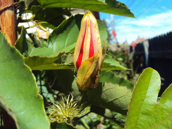 gata de inflorit - Passiflora