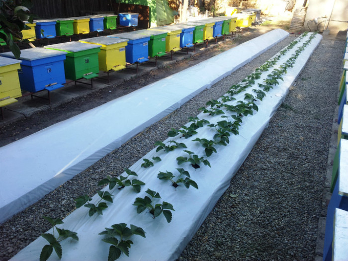 04.09.2012; Le-am plantat la folie pentru a evita problema aparuta in anul precedent (putregaiul cenusiu).
