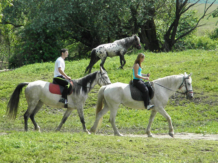 poza 016