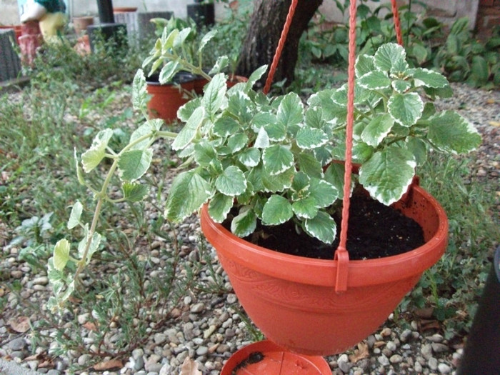 plectranthus - Flori jardiniere si ghiveci