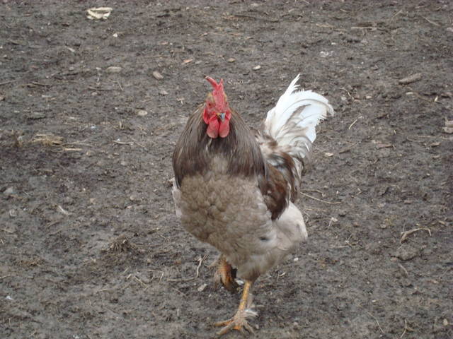 tn (4) - caracteristicile de calitate ale rasei coq de limousine