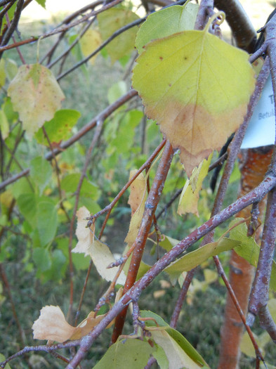 Betula pendula Youngii (2012, Aug.28)