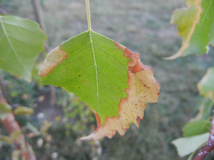 Betula pendula Youngii (2012, Aug.28)