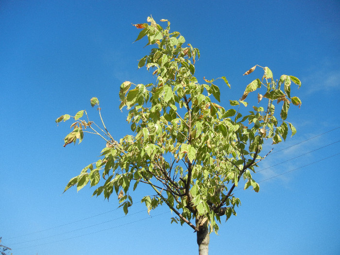 Acer negundo Flamingo (2010, Sep.02)