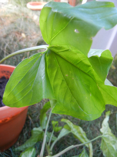 Green Syngonium (2012, Sep.12)