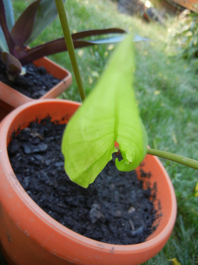 Green Syngonium (2012, Sep.12)