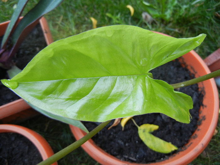 Green Syngonium (2012, Sep.03)