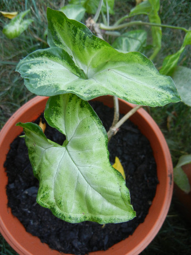 Variegated Syngonium (2012, Sep.03)