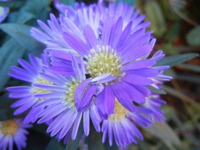 Blue Aster (2012, September 01)