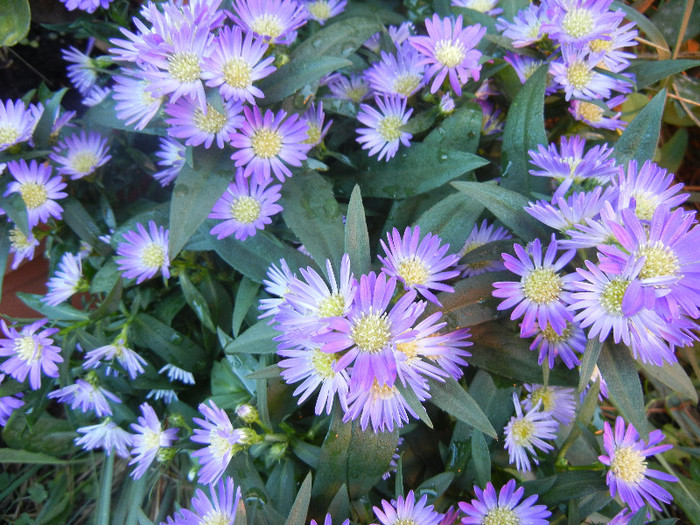 Blue Aster (2012, September 01)