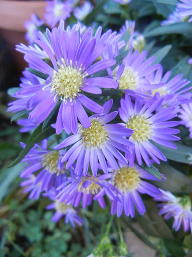 Blue Aster (2012, September 01)