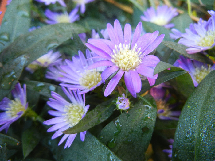 Blue Aster (2012, September 01) - Aster Blue