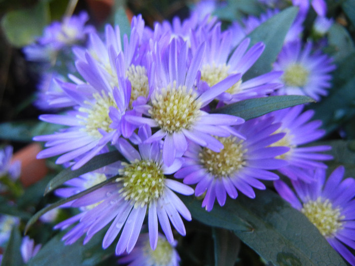 Blue Aster (2012, September 01) - Aster Blue