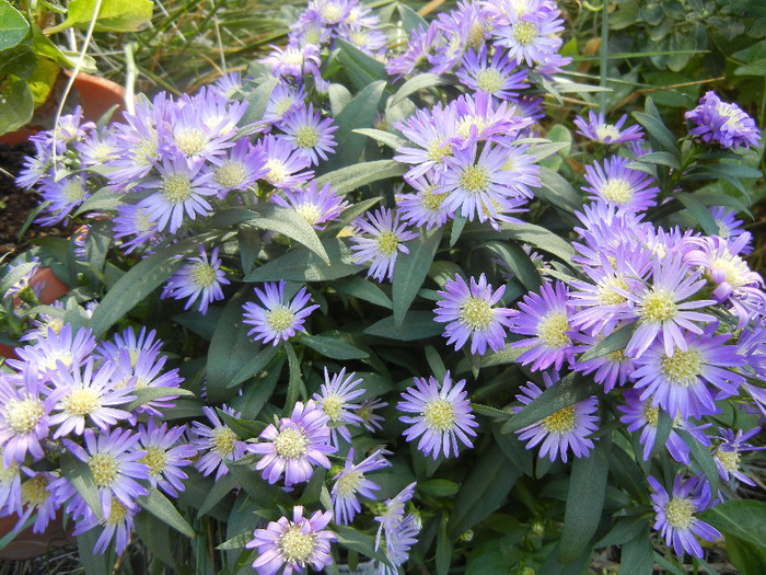 Blue Aster (2012, September 01) - Aster Blue