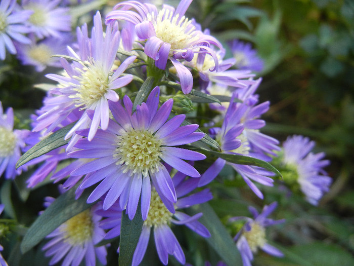 Blue Aster (2012, September 01)