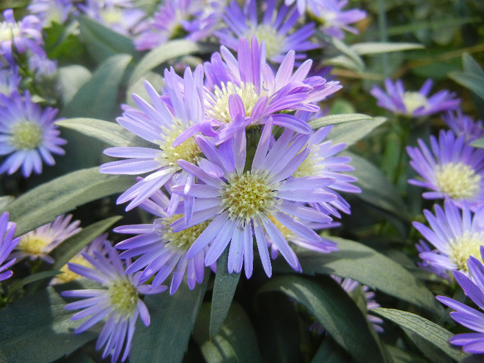 Blue Aster (2012, September 01)