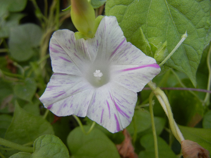 Carnevale di Venezia (2012, Sep.01)
