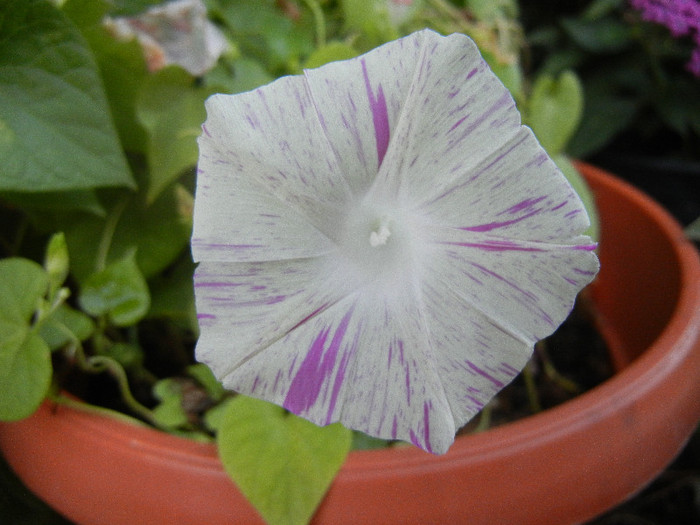 Carnevale di Venezia (2012, Sep.01)