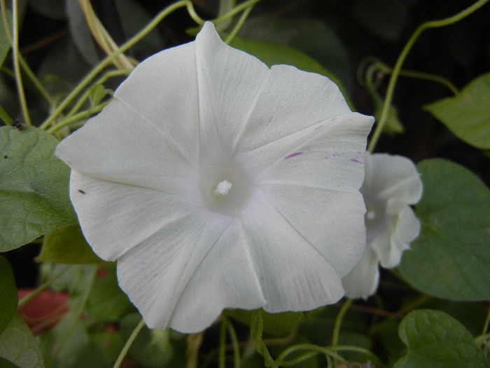 Carnevale di Venezia (2012, Sep.02)