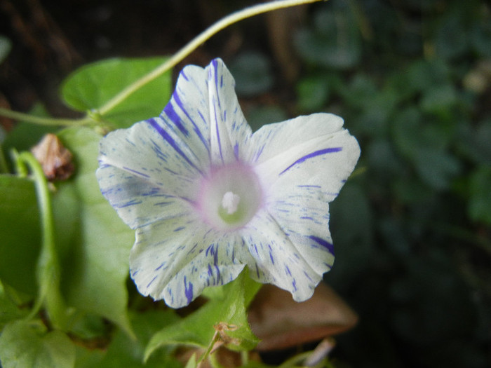 Carnevale di Venezia (2012, Sep.03)
