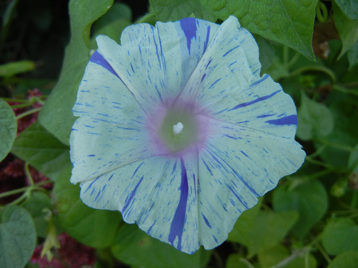 Carnevale di Venezia (2012, Sep.05)