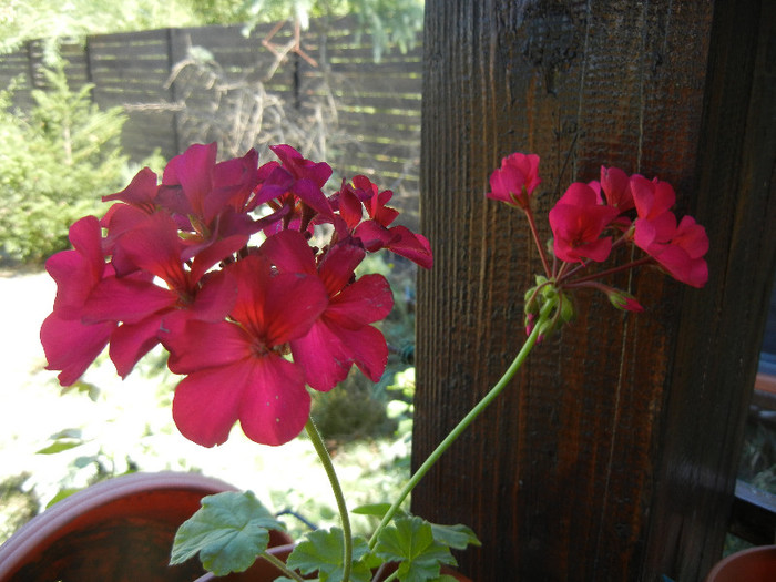 Cyclamen Lia Geranium (2012, Sep.04) - Geranium Cyclamen Lia