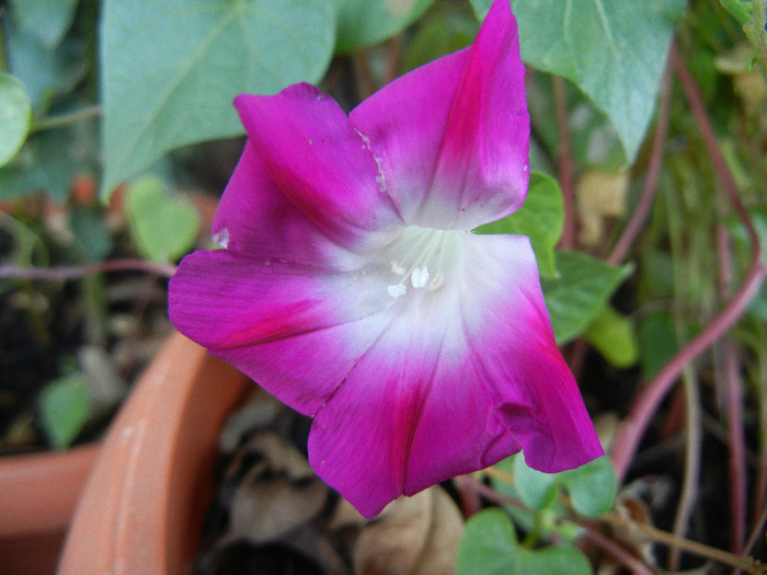 Double Pink Morning Glory (2012, Sep.03)