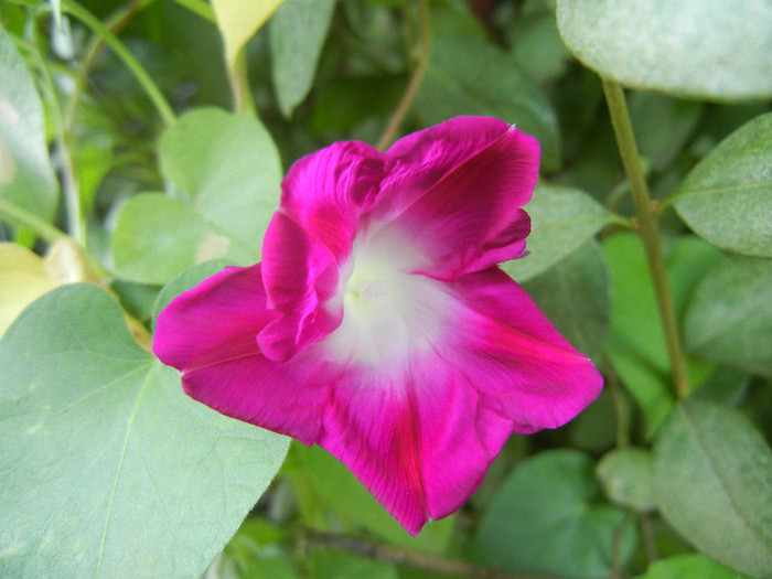Double Pink Morning Glory (2012, Sep.03)