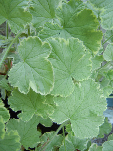 Lilac Scented Geranium (2012, Sep.01) - Duftgeranie FLIEDER