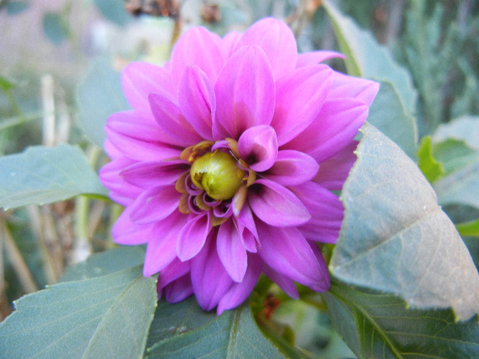 Light Purple dahlia (2012, September 04) - Dahlia Light Purple