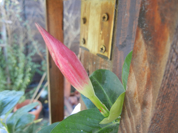 Mandevilla Summer Bell Red (`12, Sep.04)