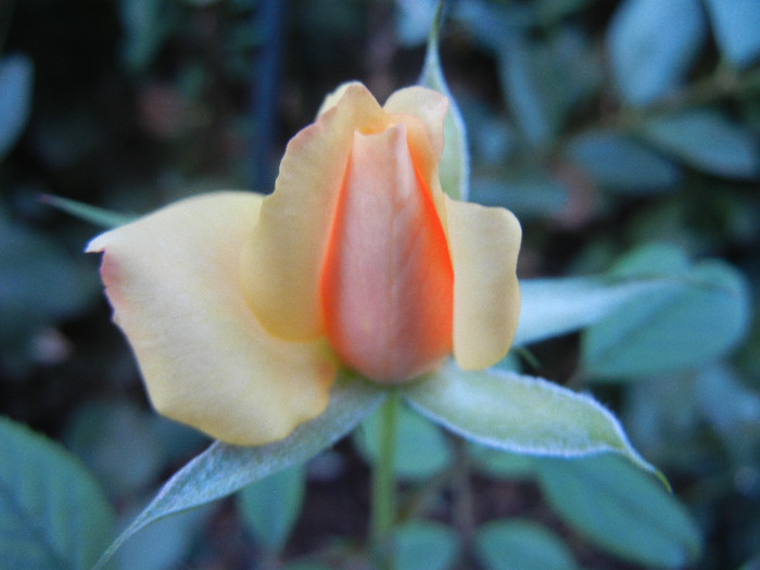 Orange Miniature Rose (2012, Sep.01)