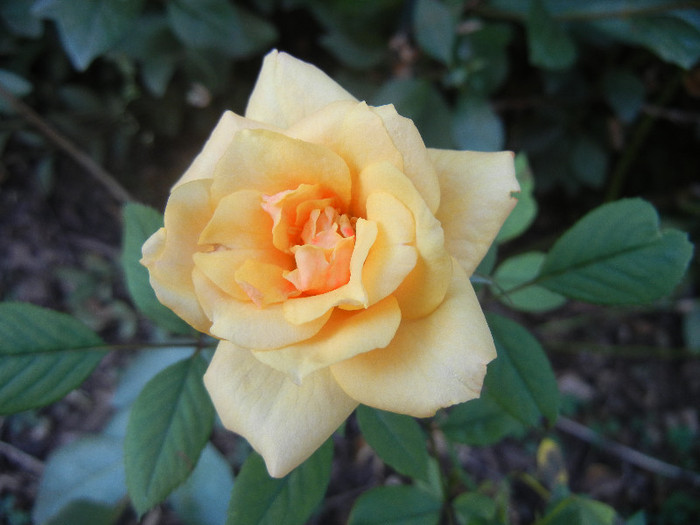 Orange Miniature Rose (2012, Sep.03) - Miniature Rose Orange