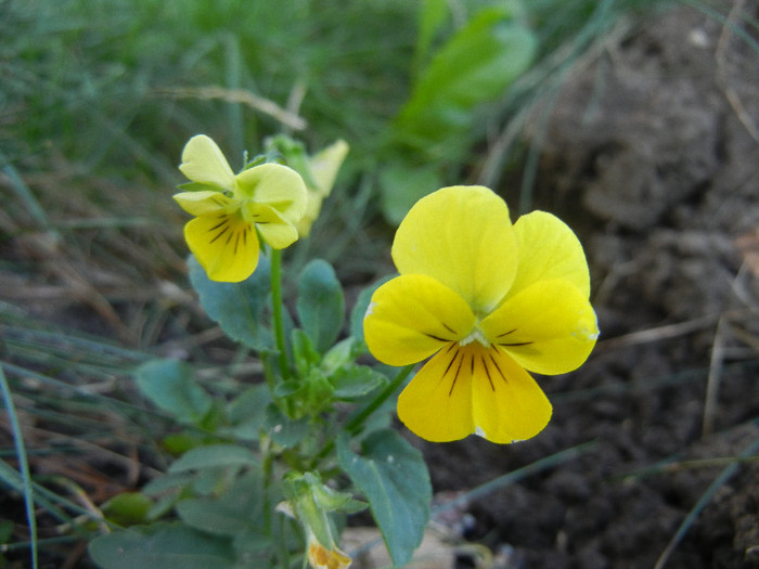 Pansies (2012, September 02) - PANSY_Viola x wittrockiana