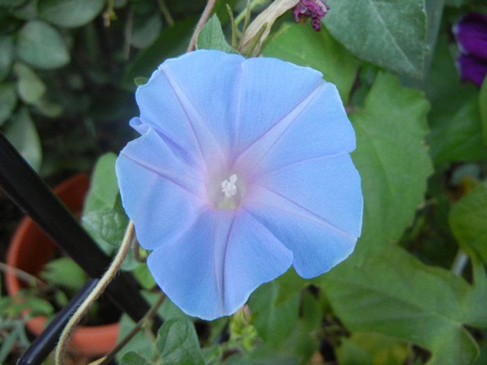 Picotee Morning Glory (2012, Sep.03)