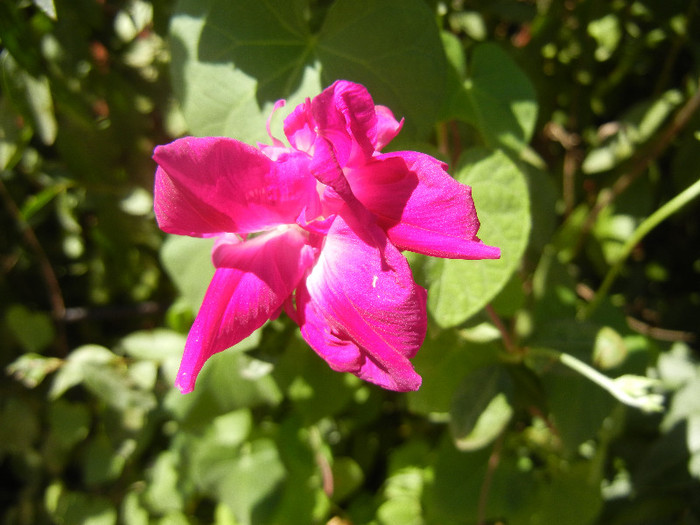 Double Pink Morning Glory (2012, Sep.04) - Double Pink Ipomoea Nil