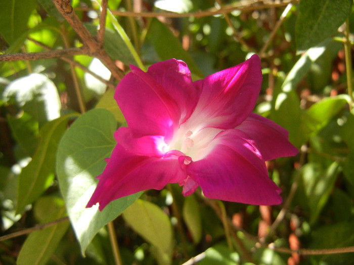 Double Pink Morning Glory (2012, Sep.04)