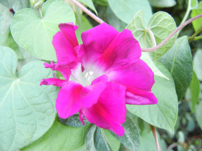 Double Pink Morning Glory (2012, Sep.05) - Double Pink Ipomoea Nil