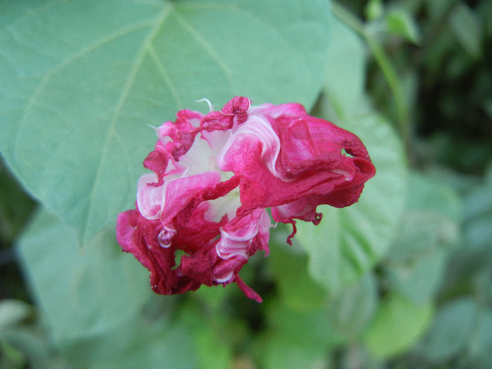 Double Pink Morning Glory (2012, Sep.05)