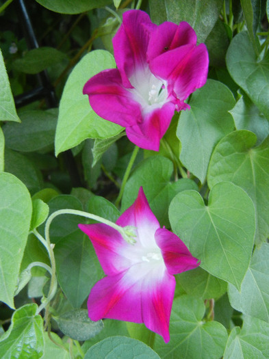 Double Pink Morning Glory (2012, Sep.05) - Double Pink Ipomoea Nil