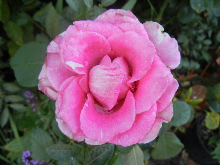Rose Pink Peace (2012, September 01)