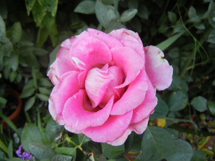 Rose Pink Peace (2012, September 02)