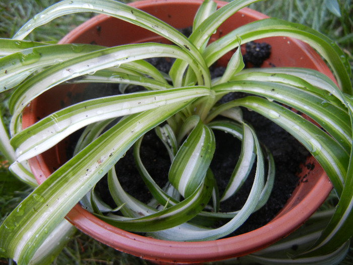 Curly-leaved Spider Plant (2012, Sep.01) - Spider plant Curly