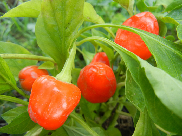 Miniature Red Bell Pepper (2012, Aug.24)