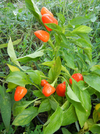 Miniature Red Bell Pepper (2012, Aug.24) - Miniature Red Bell Pepper