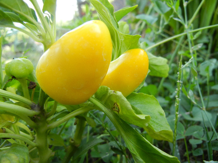 Miniature Yellow Bell Pepper (`12, Aug.24) - Miniature Yellow Bell Pepper